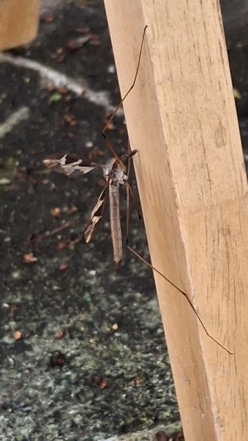 Cranefly climbing vertically up a clean wooden chair leg, extending front and rear legs